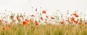 wild flowers in field