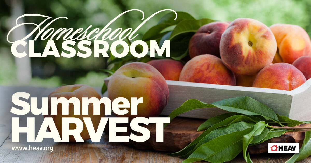 homeschool classroom summer harvest- apples in bin