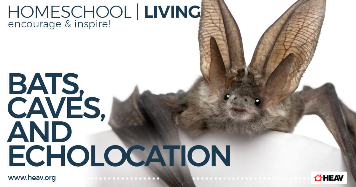 Teach about bats, caves and echolocation in homeschool