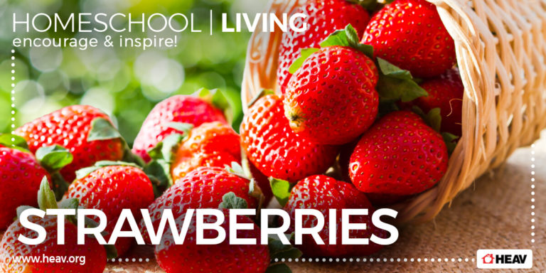 strawberry lessons homeschool living