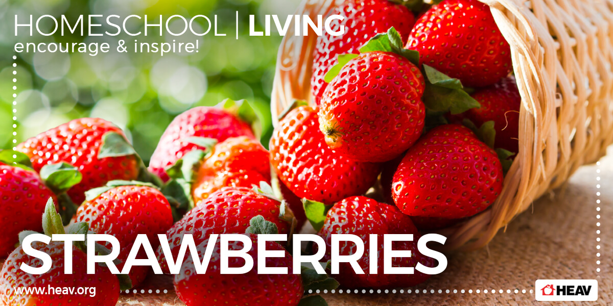 strawberries-homeschool living