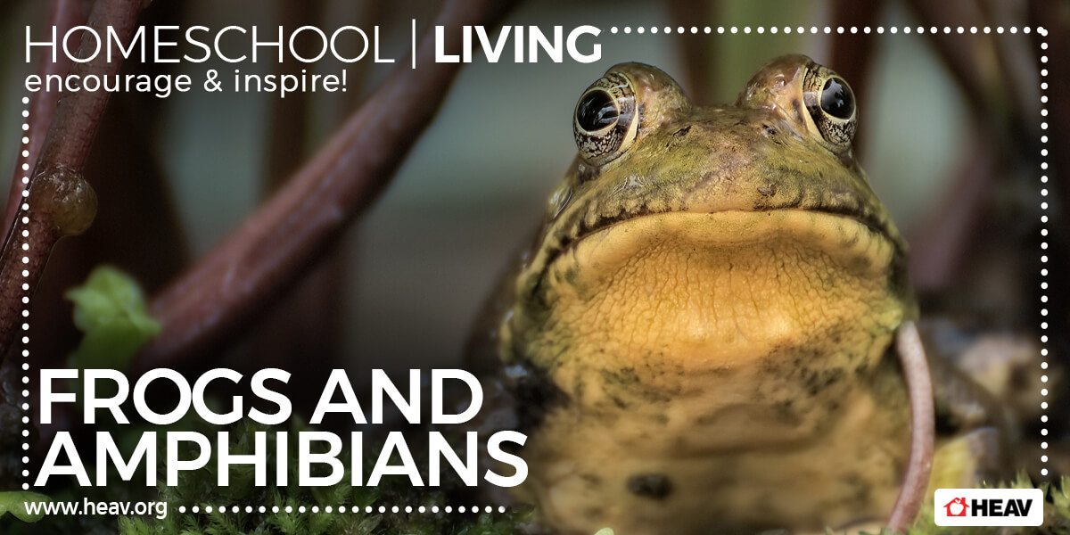 frogs and amphibians-homeschool living