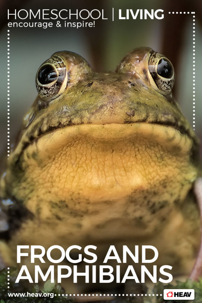 frogs and amphibians- home school living