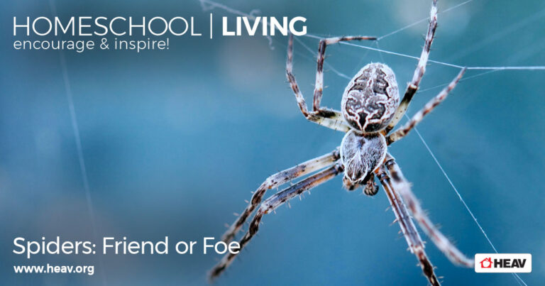 spiders friend or foe