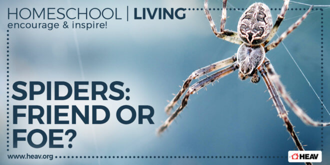 Spiders-homeschool-living-1200x600
