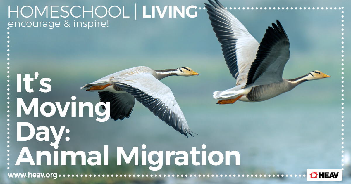 Animal-Migration-unit-study-homeschool-living