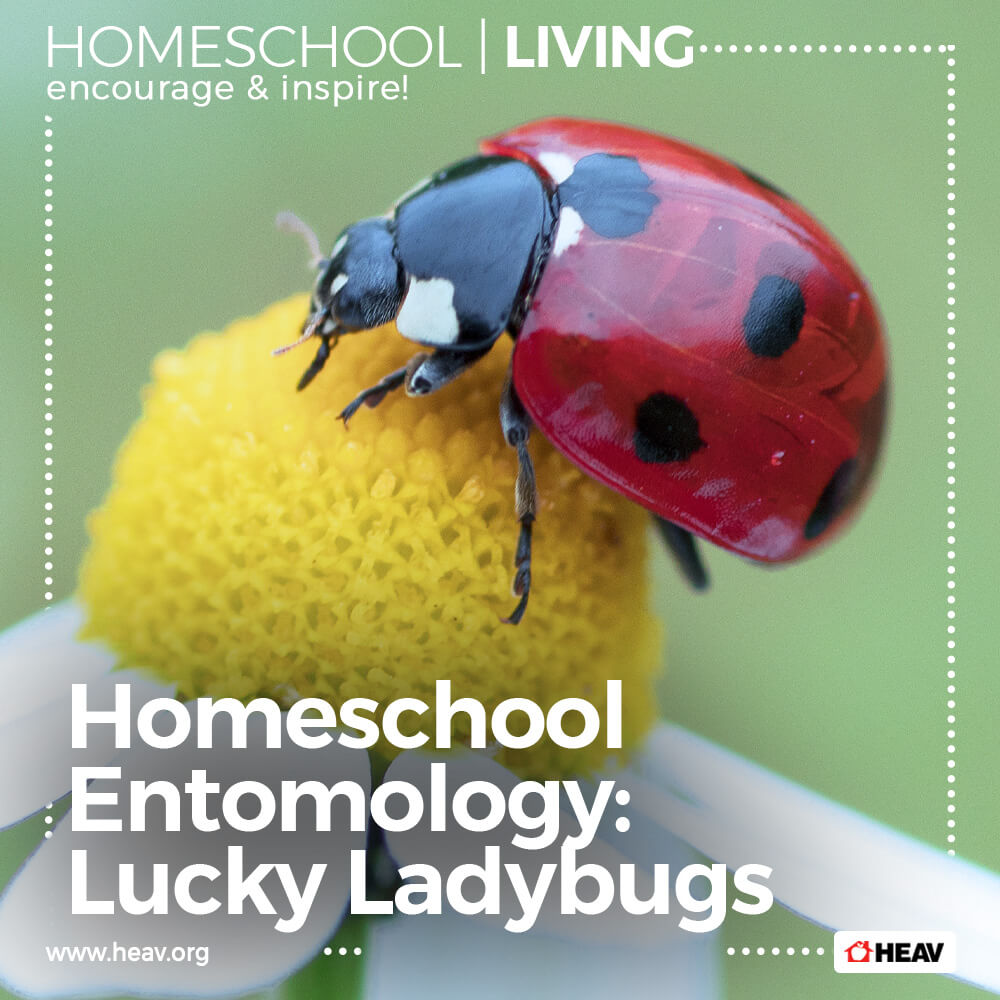 Homeschool Entomology homeschool living 1000x1000 1