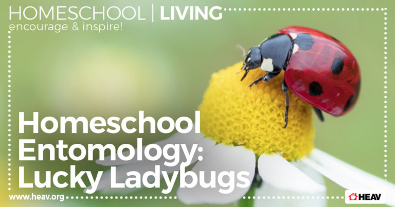 entomology-ladybugs-homeschool-living
