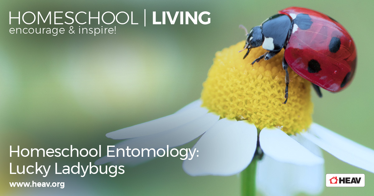 entomology-ladybugs-homeschool-living
