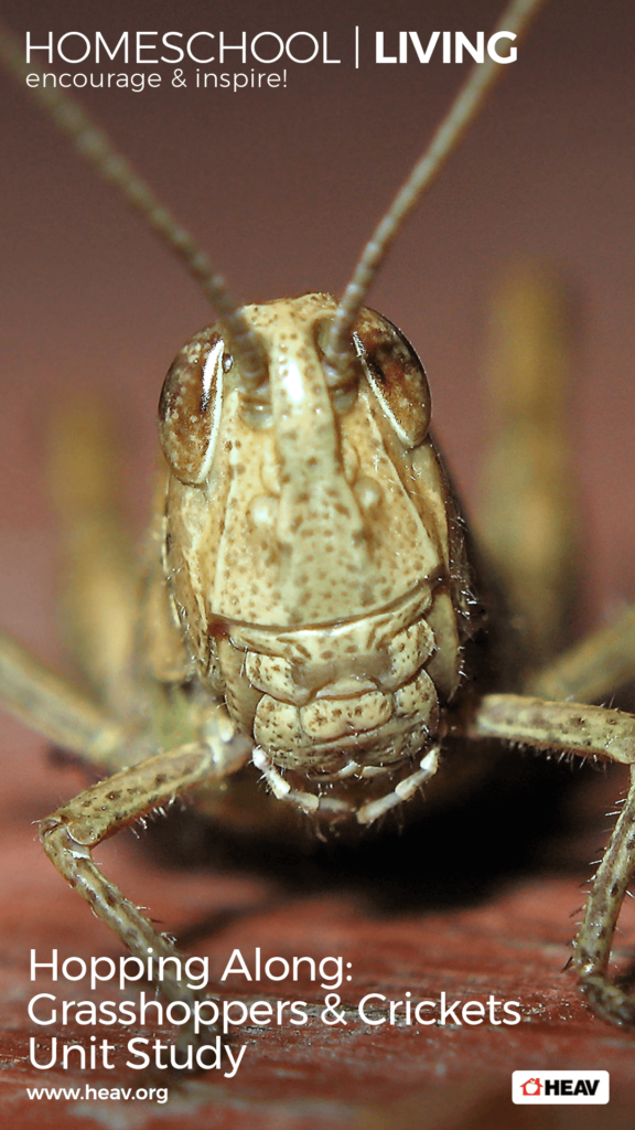 grasshoppers and crickets unit study homeschool living pinterest 1