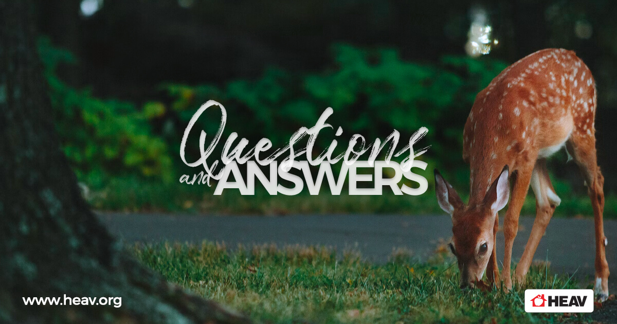 Q&A Questions and answers deer summer fall