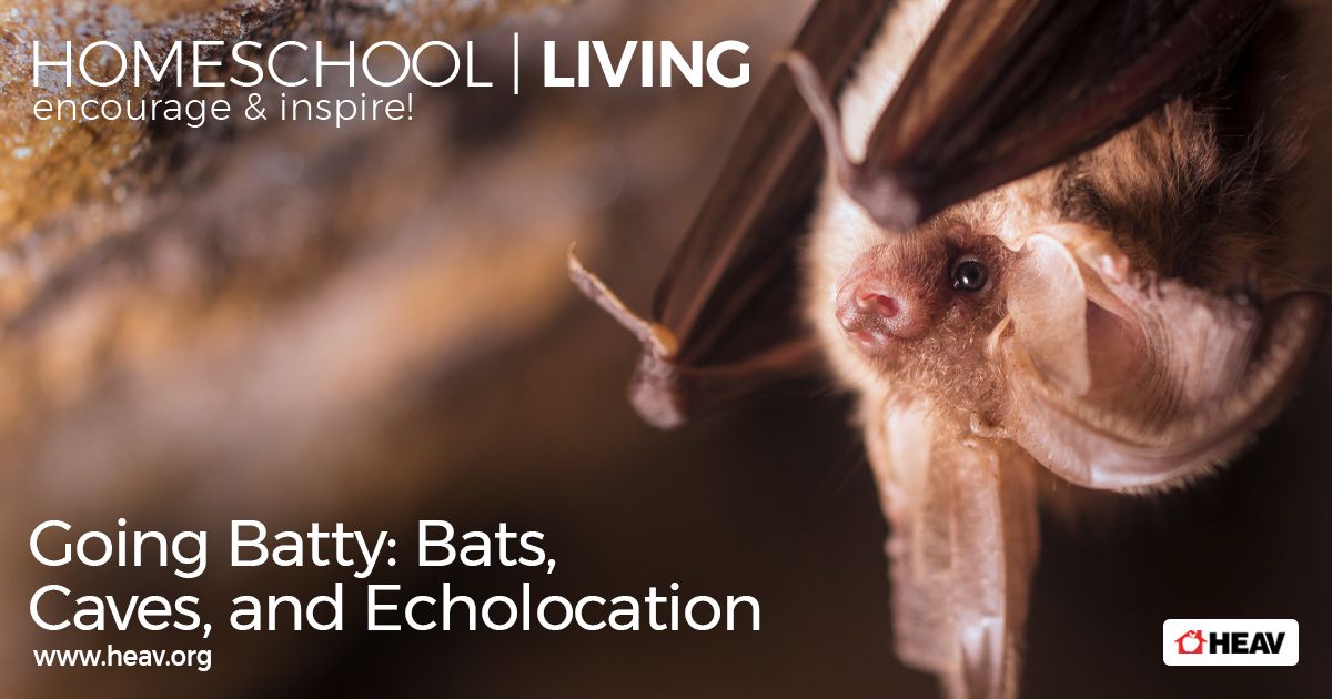bats caves echolocation homeschool living blog