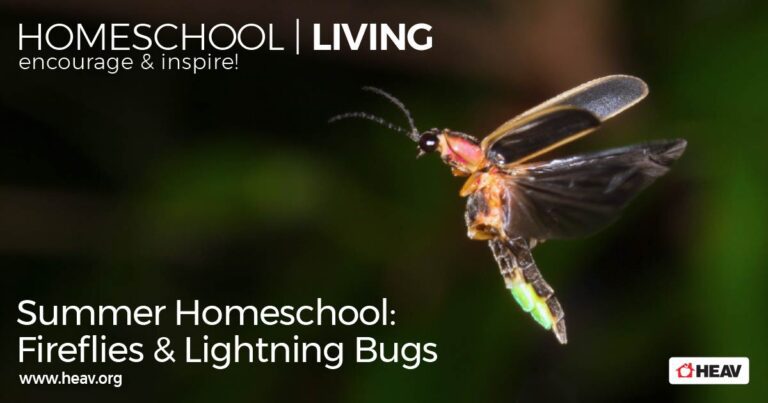 fireflies, lightening bugs, summer homeschool unit study