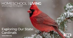 Exploring our state: cardinals birds