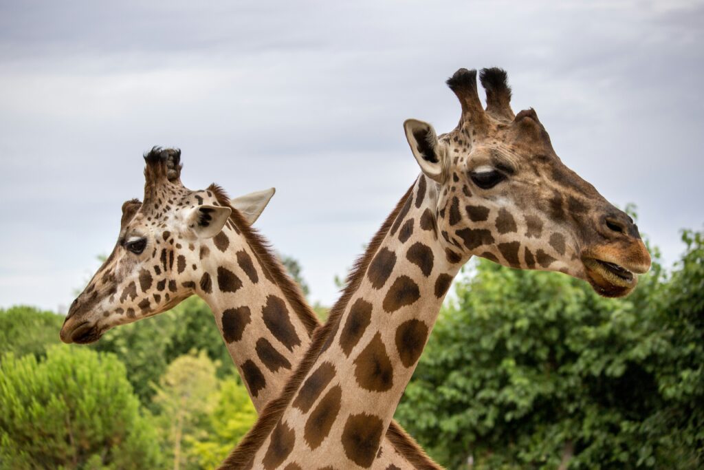 giraffe natural bridge zoo field trip