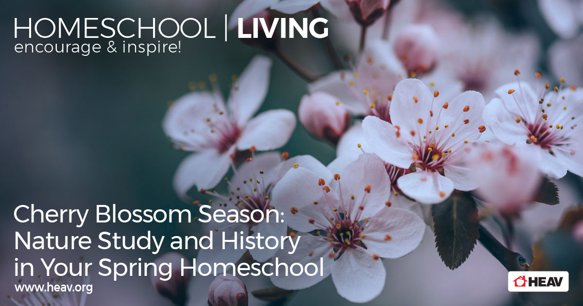 Cherry Blossom Nature Study. Cherry-Blossom-Season-Nature-Study-and-History-in-Your-Spring-Homeschool-homeschool-living